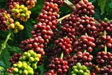 Hành trình bất ngờ của những hạt cà phê nhập khẩu