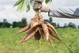 Sản xuất ethanol từ sắn