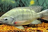 Nghiên cứu chọn giống nâng cao tốc độ tăng trưởng của cá rô phi vằn Oreochromis niloticus