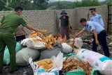 Nghệ An tiêu hủy 150 kg măng khô không rõ nguồn gốc