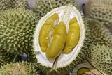 Sầu riêng Musang King giả tràn lan tại Trung Quốc: Malaysia quyết liệt bảo vệ thương hiệu quốc gia