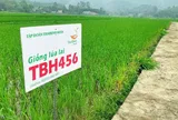 TBH456 'thử lửa' trên nhiều vùng sinh thái, mở ra triển vọng bứt phá