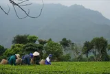 Tuyệt kỹ từ những đôi tay hái trà thủ công và hành trình gìn giữ vị trà di sản