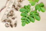 Hạt chùm ngây giúp làm sạch vi nhựa trong nước uống hiệu quả