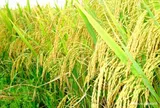 Sản xuất thử nghiệm giống lúa màu đặc sản Bát và Khẩu cẩm xẳng tại một số tỉnh Bắc Trung Bộ