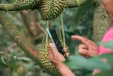 Thái Lan tìm hướng đi mới cho trái cây nội địa qua nền tảng số