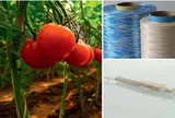 Thay dây nhựa bằng sợi sinh học từ gỗ hướng tới mục tiêu sản xuất nông sản sạch không vi nhựa