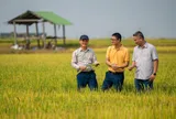 Chủ tịch Phan Gia Vũ Đình Mười: Xây dựng chuỗi liên kết lúa gạo bền vững tại Tây Nguyên