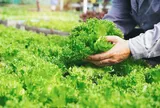 Xuất khẩu nông sản 4 tháng đầu năm 2026: Tăng trưởng vẫn chưa đồng đều