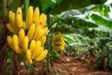 Nguy cơ suy kiệt ngành sản xuất chuối toàn cầu trước sự lây lan của nấm Fusarium Wilt TR4