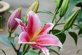 New Zealand công nhận Việt Nam đủ điều kiện xuất khẩu hoa ly và dương xỉ cắt cành