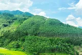 Điều chỉnh Quy hoạch lâm nghiệp quốc gia thời kỳ 2021 - 2030, tầm nhìn đến năm 2050