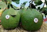 Bộ Nông nghiệp và Môi trường tích cực triển khai các hoạt động hợp tác quốc tế