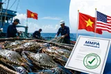 Nghề ghẹ Việt Nam được NOAA Mỹ công nhận tương đương theo MMPA