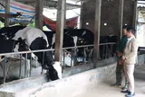 Hiệu quả kinh tế từ mô hình mới nuôi vịt, bò sữa