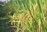 'Hộ chiếu xanh' cho hạt gạo Việt: Động lực mới của nông nghiệp phát thải thấp