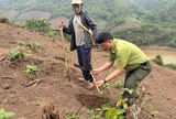 Phát triển rừng gỗ lớn từ chính sách trồng rừng thay thế