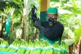 Khan hiếm chuối hữu cơ toàn cầu: Thời cơ cho các nhà xuất khẩu Peru