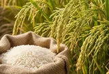 Hạt gạo Việt trên hành trình nâng tầm giá trị