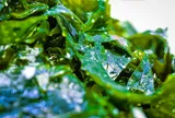 Nhật Bản: Biến tảo biển thành động lực tái thiết ngư nghiệp sau thảm họa