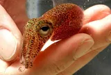 Vi khuẩn phát quang cộng sinh đóng vai trò thiết yếu đối với sự phát triển của loài mực