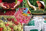 Tiêu chí đánh giá, phân hạng sản phẩm OCOP
