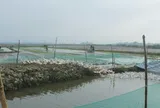 Mô hình lúa - vịt hữu cơ tại Đan Điền: Giải pháp tuần hoàn cho nông nghiệp và môi trường