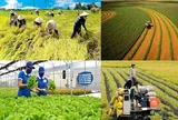 Phát triển hệ thống tiêu chuẩn kỹ thuật cho trồng trọt giảm phát thải: Điều kiện thúc đẩy nông nghiệp sinh thái