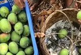 Ấn Độ: Nắng nóng kỷ lục ‘nướng chín’ xoài ngay trên cây, nông dân đối mặt vụ mùa thất bát
