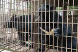 Kêu gọi đưa 68 cá thể gấu bị nuôi nhốt tại xã Phúc Thọ (Hà Nội) tới trung tâm cứu hộ