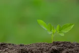 Các nhà khoa học phát hiện những ‘công tắc’ DNA cổ đại ẩn giấu trong thực vật suốt 400 triệu năm