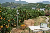 Bi kịch của 'nông dân mới' tại Trung Quốc: 90% thất bại không phải vì kỹ thuật kém