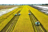 Tái cấu trúc ngành lúa gạo trong bối cảnh mới: Chuyển từ tư duy sản lượng sang phát triển chuỗi giá trị bền vững