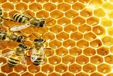 Nghiên cứu xác định vùng trồng và các giải pháp kỹ thuật phát triển cây bạc hà và nuôi ong lấy mật tại vùng Cao nguyên đá tỉnh Hà Giang