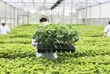 Tổ chức vi phạm về sản xuất, buôn bán giống cây trồng bị phạt đến 100 triệu đồng