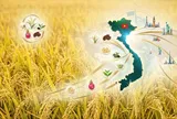 Khát vọng vươn xa của nông sản Việt: Hành trình mang tên tiêu chuẩn