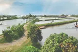 Ngành nuôi cá rô phi Việt Nam siết chặt quản lý và tiêu chuẩn an toàn