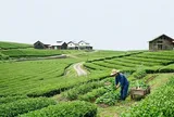 Triết lý Teikei và sức sống của nông nghiệp hữu cơ Nhật Bản