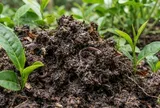 Cô lập carbon và giảm phát thải trong vườn chè