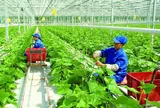 Chính sách về khuyến nông