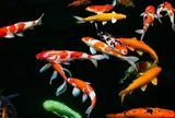 Đánh thức tiềm năng ngành thủy sinh vật cảnh