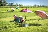 Huế từng bước hình thành nền nông nghiệp sinh thái hiện đại từ khâu sản xuất đến tiêu thụ