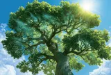Hé lộ bất ngờ từ những cây sồi: Cây cối có thể hấp thụ carbon ngay cả khi đã ngừng lớn