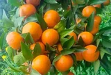 Từ công nhân đến 'siêu đại lý' nông sản: Câu chuyện về người phụ nữ bán 50 tấn trái cây mỗi ngày