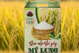 Gạo nếp Gà Gáy: Từ huyền thoại dân gian đến thương hiệu được bảo hộ quốc gia