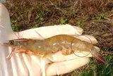 Quản lý Vibrio đúng cách để bảo vệ đàn tôm