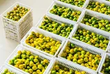 Nâng tầm chuỗi giá trị quýt đường qua chiến lược chế biến sâu
