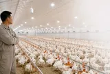 Khi chuồng gà lắp đặt thiết bị AI: Thay đổi không nằm ở việc 'nghe thấy' mà là 'phát hiện sớm'
