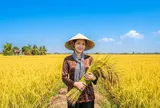 Cần Thơ đăng cai Festival Quốc tế ngành hàng Lúa gạo Việt Nam lần thứ II