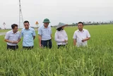 Nghệ An hoàn thành chuyển đổi 51 mã số vùng trồng